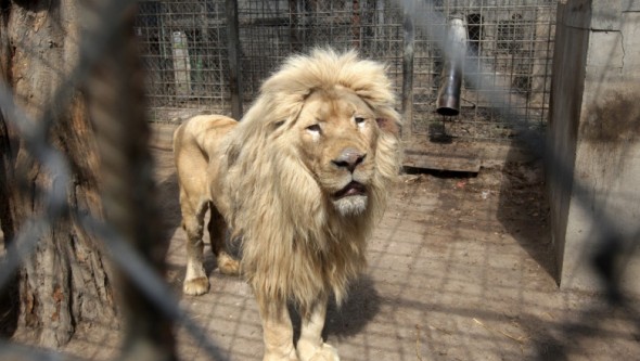 Doi angajați ai grădinii zoologice din Harkov, care rămăseseră să aibă grijă de animale, au fost uciși de soldații ruși